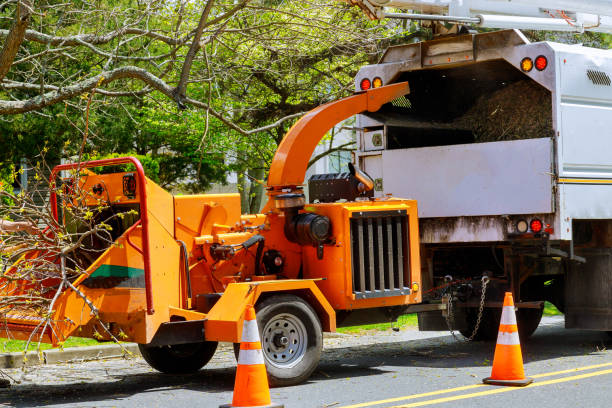 Why Choose Our Tree Removal Services in Tower Lakes, IL?