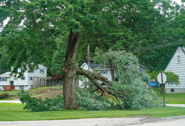 Professional  Tree Services in Tower Lakes, IL